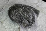 Bargain, Tropidocoryphe Trilobite - Unusual Proetid #83362-3
